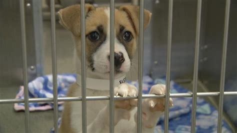 Franklin county dog shelter - Franklin County Dog Shelter & Adoption Center, Columbus, Ohio. 108,685 likes · 3,240 talking about this · 12,847 were here. The Franklin County Department of Animal Care and Control enforces Ohio dog...